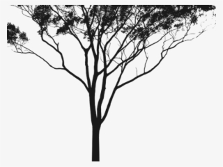 Eucalyptus Clipart Gum Tree - Australian Gum Tree Silhouette #7692126 Eucalyptus Clipart Gum Tree - Australian Gum Tree Silhouette #7692126