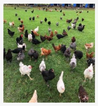 Seabreeze Hens, Chickens For Sale In Houston, Texas, - Lawn #7694329