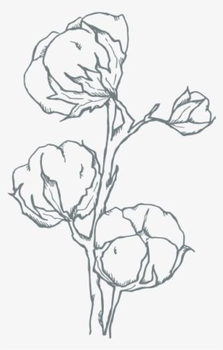 Aster & Oak - Sketch #7697354