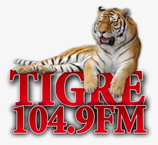 Denos Un “like” En Facebook Para Ganar Premios Y Regalos - Tiger Relaxing #7698632