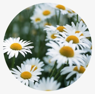 April - Daisy - White Flowers We Heart #7698908