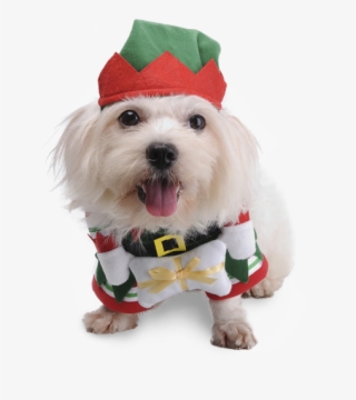 Christmas Elf Dog Costume - Christmas Elf Dog #7698953