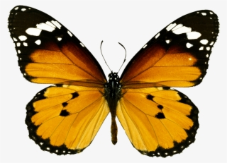 Ð±ð°ð±ð¾ñ‡ðºð¸ - Orange Tiger Butterfly Png #7699830