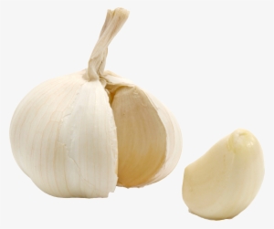 Garlic #770262