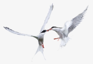 Black Skimmer #770320