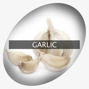 Landingimage Igrow Garlic - Garlic #771118