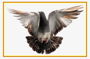 Pigeon Clipart Turtle Dove - Flying Pigeon Png #771369