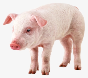 Pig Png Image - Pig With No Background #771652