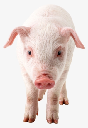 Pig Png Image - Transparent Pigs #771784 Pig Png Image - Transparent Pigs #771784