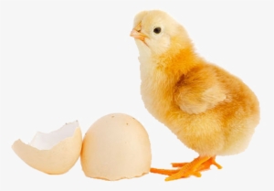 Day Old Chick - Day Old Chicks Png #772256