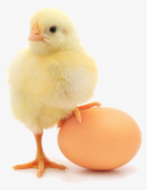 Baby Chicken Png #772299
