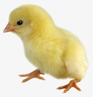 Цыпленок Пнг #772628