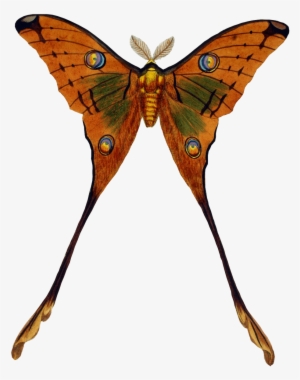 Peacock Butterfly - Transparent Png Vintage Butterfly #772955