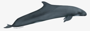 False Killer Whale Illustration - Whales #773120