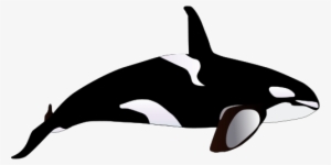 Orca Drawings - Killer Whale Illustration Png #773144