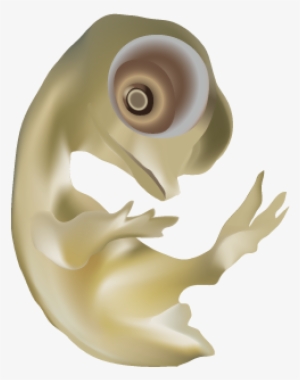 201307 Chicken Embryo - Bronze Sculpture #773168