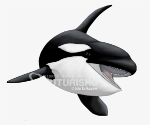All Toothed Whales Have A Single Blowhole, An Asymmetrical - Sticker #773169
