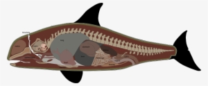 Internal Anatomy Of A Female Killer Whale - False Killer Whale Anatomy #773224