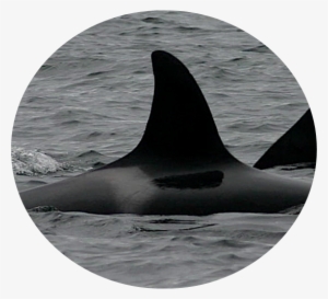 Occ - Killer Whale #773282