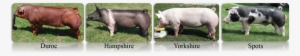Interest Approach Engagement - Domestic Pig #773304