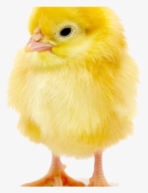 Baby Chick Copy - Chicken #773305