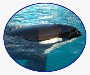Toki Portrait - Killer Whale #773352 Toki Portrait - Killer Whale #773352
