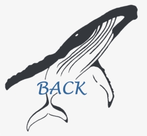 Back To Cetaceans - News #773471