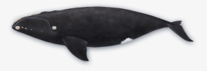 North Atlantic Right Whale - Northern Right Whale Png #773500