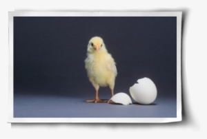Poster: Dlillc's Leghorn Chick, 61x41in. #773520
