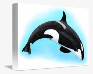 Killer Whale By Roger Hall Graphic Black And White - Killer Whale Or Orca Throw Blanket #773569