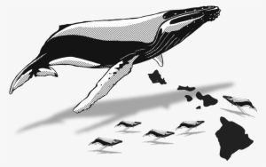 January - Hawaiian Islands #773592