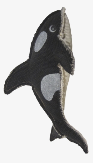 Shark #773679