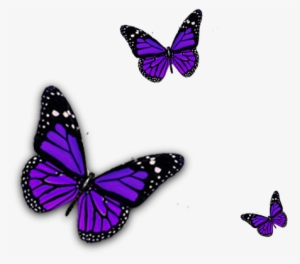 Go Back > Pix For Purple Butterfly Png Clipart - Purple Butterfly Transparent Background #774089
