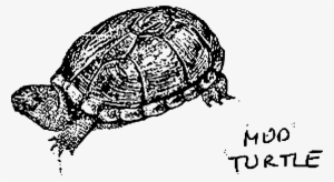 This Free Icons Png Design Of Mud Turtle #774166