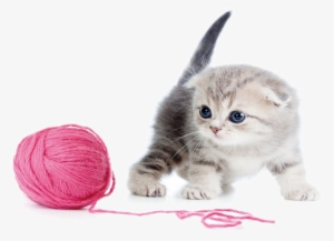 Kitten And Yarn #774388