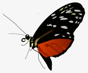 Png Clipart- Butterfly Pack - Red Black And Orange Butterfly #774409