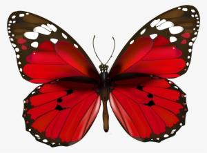 Butterfly Png Clipart #774562 Butterfly Png Clipart #774562
