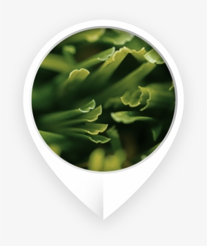 Know The Difference - Fern #775673
