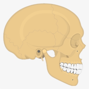 Skull Bones - Lateral View - Skull #776175