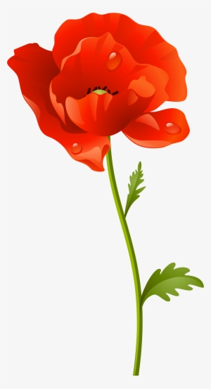 Red Poppy Flower Png Clip Art Image - Clip Art #776201