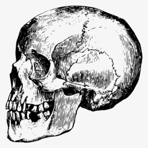 Skull Bone Head Human Skeleton - Dead Head Png #776400
