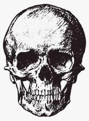 Skull, Vintage, Old, Horror, Macabre, Death, Halloween - Skull Sketch Book [book] #776425