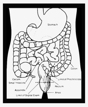 Black, Model, Science, Diagram, Simple, Outline - Draw Your Digestive System #778333