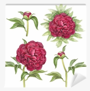 Watercolor Illustration Of Peony Flowers Wall Mural - Gigant.pl Torebka Upominkowa Kr 1424 M #778642