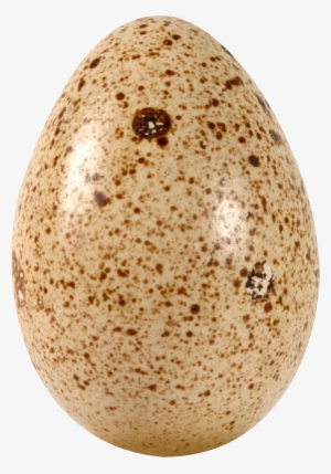 Png Egg #779155 Png Egg #779155