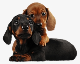 Two Cute Puppies Png Clipart - Puppies Png #779313