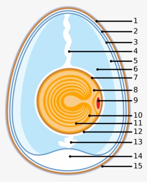 Schematic Of A Chicken Egg - Muna Ehitus #779644