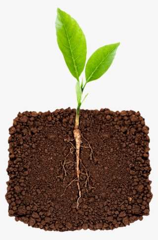 Inoculate The Soil With Essential Beneficial Microbes - Raiz Subterranea #7702133