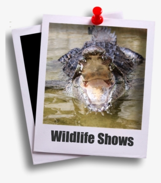 Shows - Htc Wildfire S Black #7702225