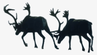 Download Two Walking Reindeer Png Images Background - Elk #7702558